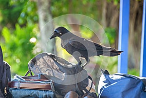 Magpie thief tries to steal food from travelers\' bags