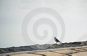 A magpie thinking in the distance