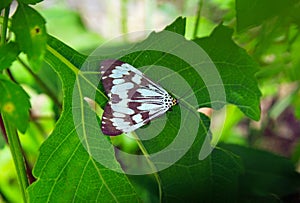 Magpie tiger moths