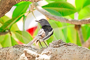 The magpie is on the tree