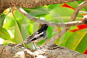 The magpie is on the tree