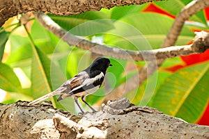 The magpie is on the tree