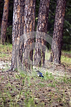 Urraca árboles en Bosque 