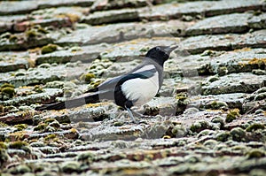 Magpie walking on terra cotta tiles on the roof