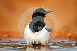 Magpie in the water, Pica pica, black and white bird with long tail, in the nature habitat, clear background. Wildlife scene from