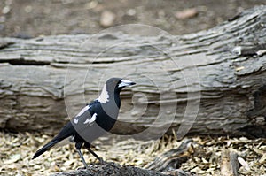 Magpie in Wilpena Pound, Flinders` Ranges, SA, Australia
