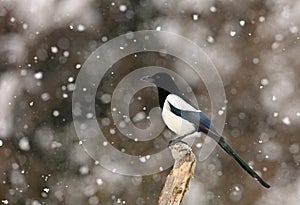 Magpie in Winter photo