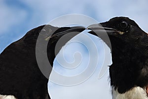 Magpies 3