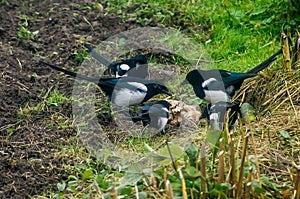 Magpies.