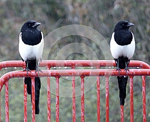 Magpies, aloof in the rain, on red rail. photo