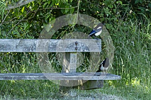 Magpies on a bench