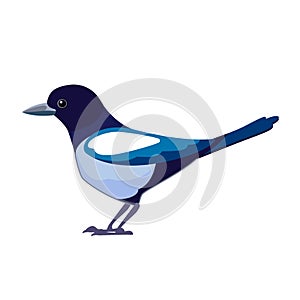 Magpies are birds of the Corvidae family. Bird Cartoon flat style beautiful character of ornithology, vector