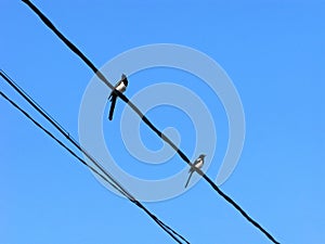 Magpies on electric wires in the sky