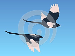 Magpies in flight