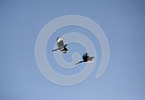 Magpies in flight