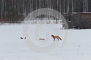 Magpies are flying around the predator. A wild red fox came to the plot of the house in winter and found meat.