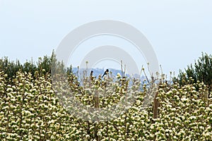 Magpies in a flowering orchard near Artesa de Lleida, Spain photo