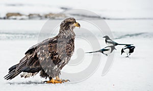 The Magpies and Immature Bald eagle