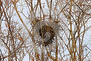 Magpies Nest, suites on the upper branches of a tree photo