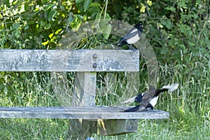 Magpies on a bench