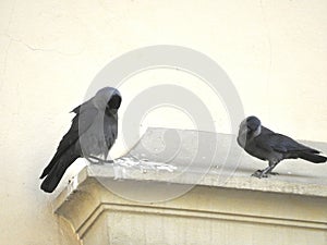 Magpies perched on a ledge