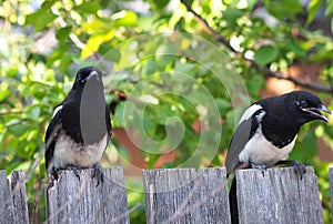 Magpies