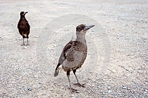 Magpies Scavenging For Food From Humans