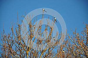 Magpies on a tree