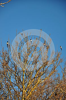 Magpies on a tree