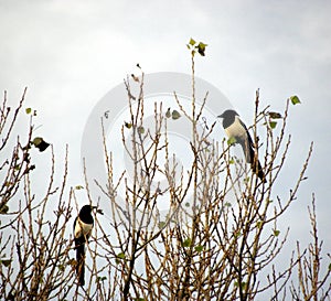 magpies Two for joy