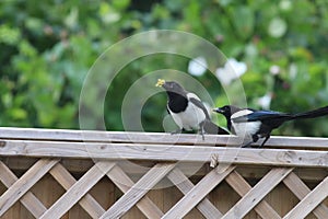 Magpies two for joy