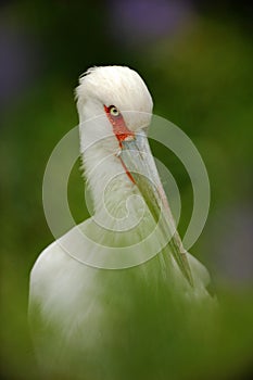 Maguari Stork, Ciconia maguari, detail portrait of white bird with red eyes, bird in the nature forest habitat, hidden in the