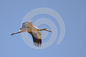 Maguari Stork in flight