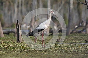 Maguari Stork, La Estrella marsh, Nature Reserve, Formosa