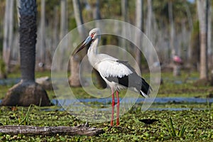 Maguari Stork, La Estrella marsh, Nature Reserve photo