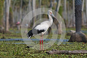 Maguari Stork, La Estrella marsh, Nature Reserve, Formosa Province, photo