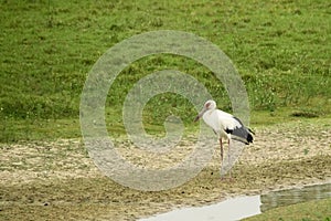 Maguari Stork standing in the swamp