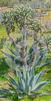 Maguey Agave Asperrima Plant in the Sonoran Desert, Pinal County, Arizona USA