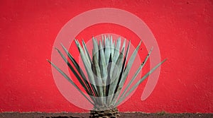 Maguey plant and red wall photo