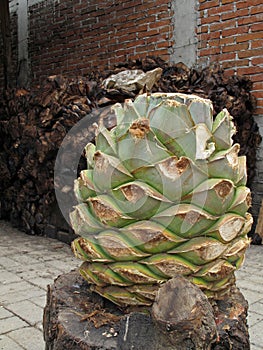 Maguey plant to produce mezcal, Mexico