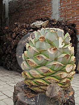 Maguey plant to produce mezcal, Mexico photo