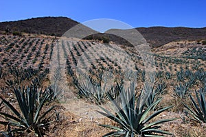 Maguey plants field to produce mezcal, Mexico photo