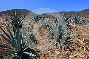 Maguey plants field to produce mezcal, Mexico photo