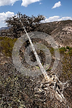Maguey and quiote its dried fruit in the semi-desert of mexico photo
