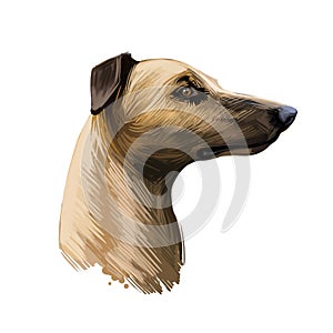 Magyar agar Hungarian breed closeup digital art illustration. Greyhound originated in Hungary, gazehound domesticated sighthound
