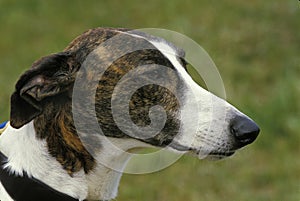 Magyar Agar, Hungarian Greyhound photo