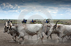 Magyar cowboy controls the oxen with sound of the whip.