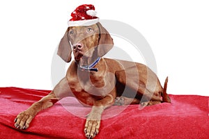 Magyar viszla dog with christmas hat on red blanket