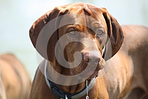 Magyar Vizsla