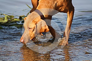 Magyar Vizsla